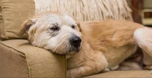 Idős kutyád van? 5 kulcsfontosságú összetevő a boldog és egészséges öregedéshez