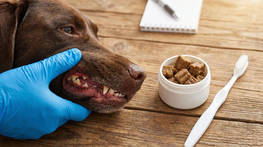 Rossz lehelet és fogkő kutyáknál: probiotikus dental falatok szerepe