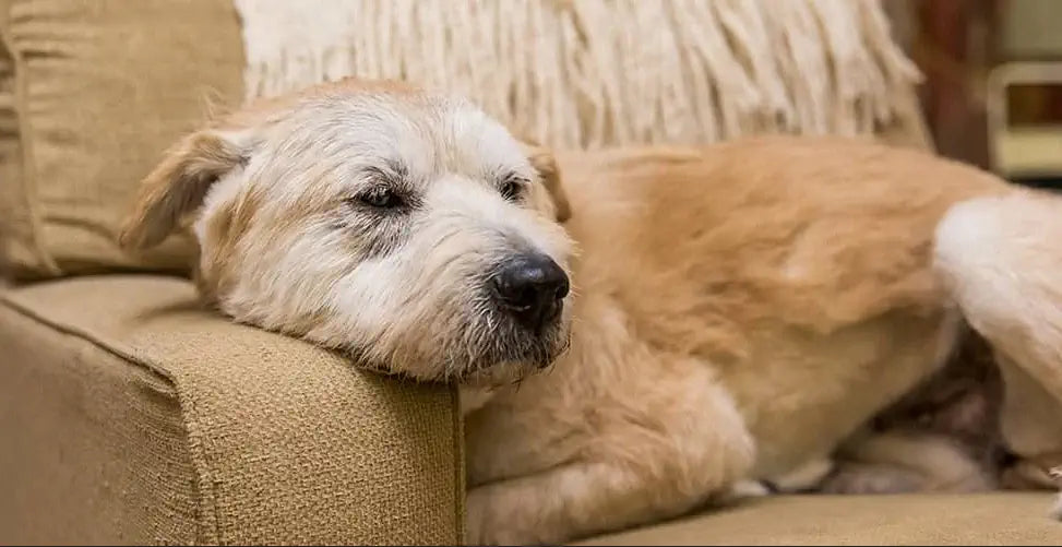Idős kutyád van? 5 kulcsfontosságú összetevő a boldog és egészséges öregedéshez